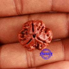 Load image into Gallery viewer, 3 Mukhi Rudraksha from Nepal - Bead No. 352
