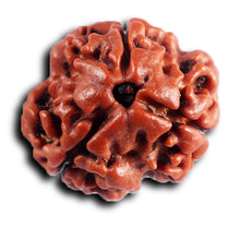 Load image into Gallery viewer, 3 Mukhi Rudraksha from Nepal - Bead No. 398
