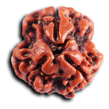 Load image into Gallery viewer, 3 Mukhi Rudraksha from Nepal - Bead No. 400
