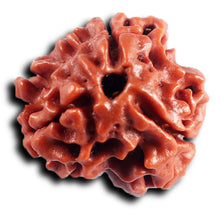 Load image into Gallery viewer, 3 Mukhi Rudraksha from Nepal - Bead No. 413
