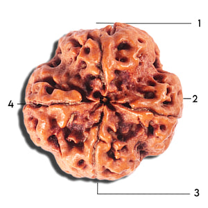 4 Mukhi Rudraksha from Nepal - Bead No. 393