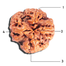 Load image into Gallery viewer, 4 Mukhi Rudraksha from Nepal - Bead No. 397
