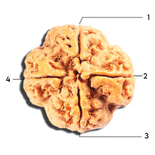 Load image into Gallery viewer, 4 Mukhi Rudraksha from Nepal - Bead No. 404
