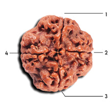 Load image into Gallery viewer, 4 Mukhi Rudraksha from Nepal - Bead No. 354
