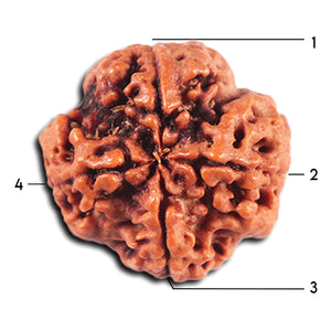 4 Mukhi Rudraksha from Nepal - Bead No. 355