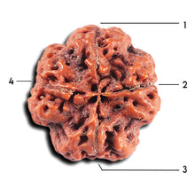 Load image into Gallery viewer, 4 Mukhi Rudraksha from Nepal - Bead No. 356
