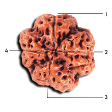 Load image into Gallery viewer, 4 Mukhi Rudraksha from Nepal - Bead No. 357
