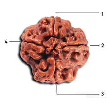 Load image into Gallery viewer, 4 Mukhi Rudraksha from Nepal - Bead No. 359
