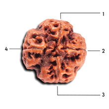 Load image into Gallery viewer, 4 Mukhi Rudraksha from Nepal - Bead No. 360
