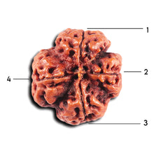 Load image into Gallery viewer, 4 Mukhi Rudraksha from Nepal - Bead No. 361
