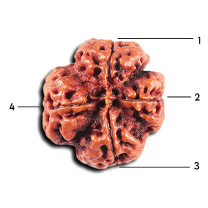 4 Mukhi Rudraksha from Nepal - Bead No. 361