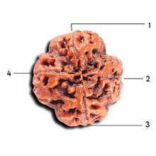 Load image into Gallery viewer, 4 Mukhi Rudraksha from Nepal - Bead No.362
