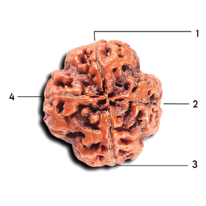 4 Mukhi Rudraksha from Nepal - Bead No.362