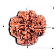 Load image into Gallery viewer, 4 Mukhi Rudraksha from Nepal - Bead No. 364
