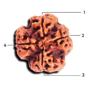 4 Mukhi Rudraksha from Nepal - Bead No. 367