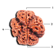 Load image into Gallery viewer, 4 Mukhi Rudraksha from Nepal - Bead No. 368
