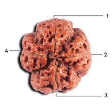 Load image into Gallery viewer, 4 Mukhi Rudraksha from Nepal - Bead No. 369
