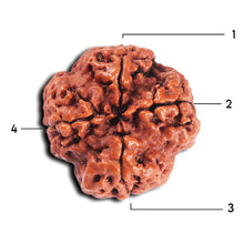 Load image into Gallery viewer, 4 Mukhi Rudraksha from Nepal - Bead No. 370
