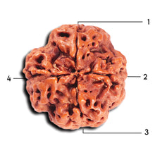 Load image into Gallery viewer, 4 Mukhi Rudraksha from Nepal - Bead No. 373
