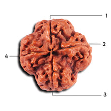 Load image into Gallery viewer, 4 Mukhi Rudraksha from Nepal - Bead No. 374
