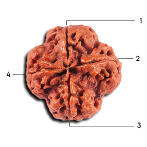 4 Mukhi Rudraksha from Nepal - Bead No. 374