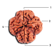 Load image into Gallery viewer, 4 Mukhi Rudraksha from Nepal - Bead No. 375
