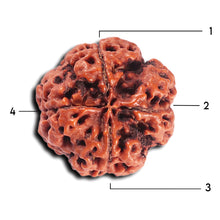 Load image into Gallery viewer, 4 Mukhi Rudraksha from Nepal - Bead No. 376
