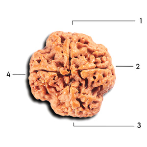 4 Mukhi Rudraksha from Nepal - Bead No. 377