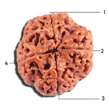 Load image into Gallery viewer, 4 Mukhi Rudraksha from Nepal - Bead No. 378
