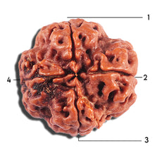 Load image into Gallery viewer, 4 Mukhi Rudraksha from Nepal - Bead No. 379
