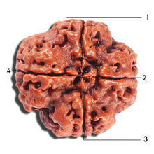 Load image into Gallery viewer, 4 Mukhi Rudraksha from Nepal - Bead No. 380
