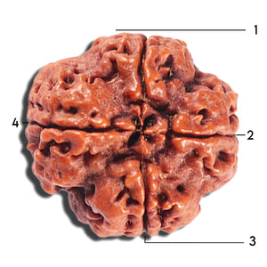 4 Mukhi Rudraksha from Nepal - Bead No. 380