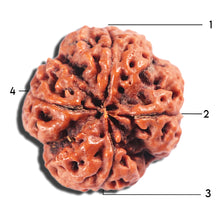 Load image into Gallery viewer, 4 Mukhi Rudraksha from Nepal - Bead No. 383
