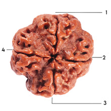 Load image into Gallery viewer, 4 Mukhi Rudraksha from Nepal - Bead No. 384
