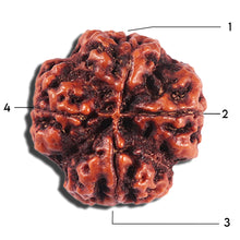 Load image into Gallery viewer, 4 Mukhi Rudraksha from Nepal - Bead No. 385
