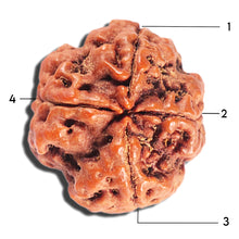 Load image into Gallery viewer, 4 Mukhi Rudraksha from Nepal - Bead No. 387
