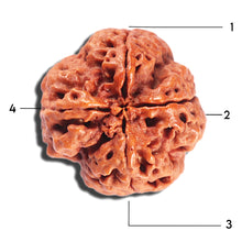 Load image into Gallery viewer, 4 Mukhi Rudraksha from Nepal - Bead No. 389
