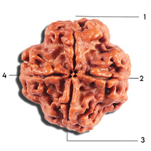 Load image into Gallery viewer, 4 Mukhi Rudraksha from Nepal - Bead No. 392
