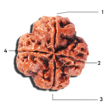 Load image into Gallery viewer, 4 Mukhi Rudraksha from Nepal - Bead No. 395
