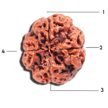 Load image into Gallery viewer, 4 Mukhi Rudraksha from Nepal - Bead No. 398
