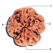 Load image into Gallery viewer, 4 Mukhi Rudraksha from Nepal - Bead No. 399
