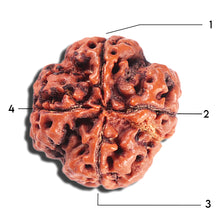 Load image into Gallery viewer, 4 Mukhi Rudraksha from Nepal - Bead No. 400
