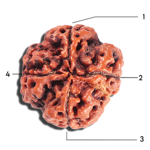 4 Mukhi Rudraksha from Nepal - Bead No. 400