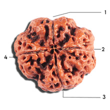 Load image into Gallery viewer, 4 Mukhi Rudraksha from Nepal - Bead No. 401
