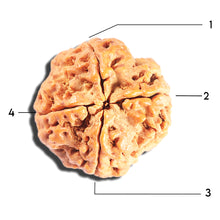 Load image into Gallery viewer, 4 Mukhi Rudraksha from Nepal - Bead No. 403
