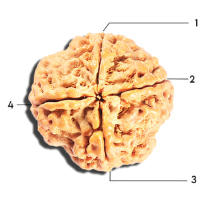 4 Mukhi Rudraksha from Nepal - Bead No. 405