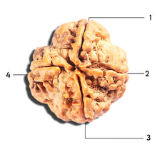 Load image into Gallery viewer, 4 Mukhi Rudraksha from Nepal - Bead No. 406
