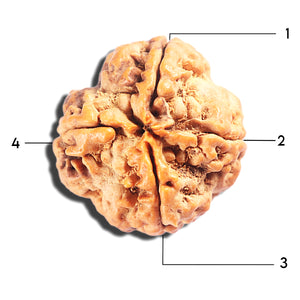 4 Mukhi Rudraksha from Nepal - Bead No. 406