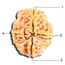 Load image into Gallery viewer, 4 Mukhi Rudraksha from Nepal - Bead No. 407
