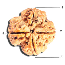 Load image into Gallery viewer, 4 Mukhi Rudraksha from Nepal - Bead No. 409
